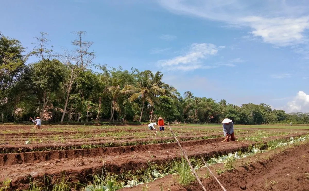 Menggali Kebutuhan Pertanian Lokal di Cilacap dengan Aliftani